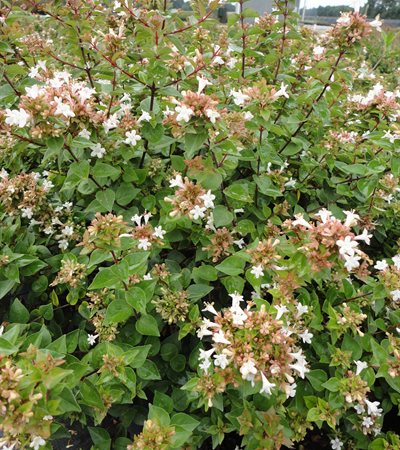 Abelia Rose Creek